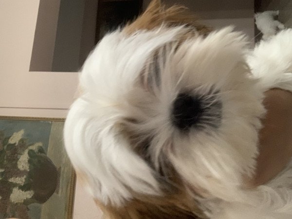 Shih tzu Sicu