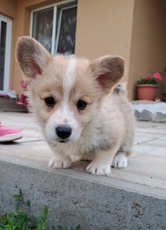Pembroke Welsh Corgi