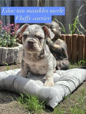 Francia bulldog