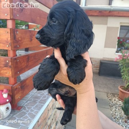 Angol Cocker spániel kölyök kutyák