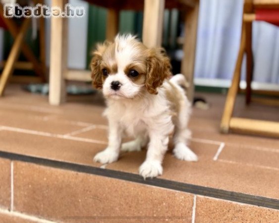 Puszedlu cavalier lány kiskutya