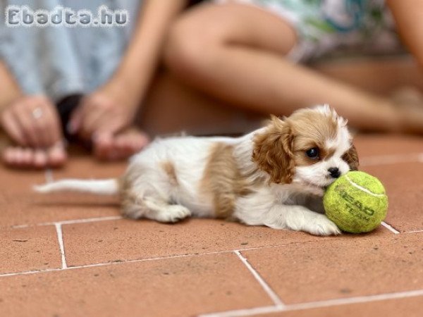 Puszedlu cavalier lány kiskutya