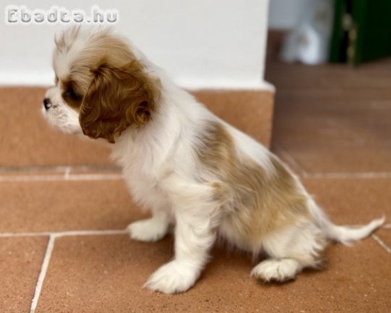 Puszedlu cavalier lány kiskutya