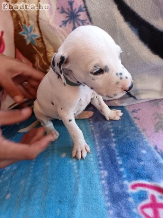 Eladó fajtatiszta dalmata kölykök.
