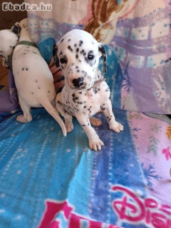Eladó fajtatiszta dalmata kölykök.