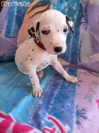 Eladó fajtatiszta dalmata kölykök.