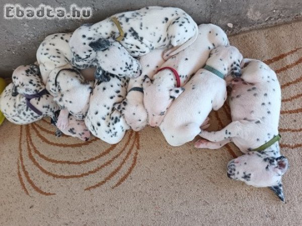 Eladó fajtatiszta dalmata kölykök.