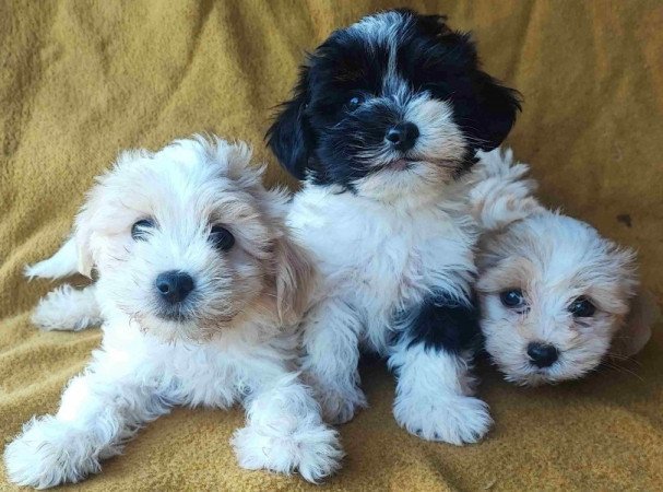Bichon havanese