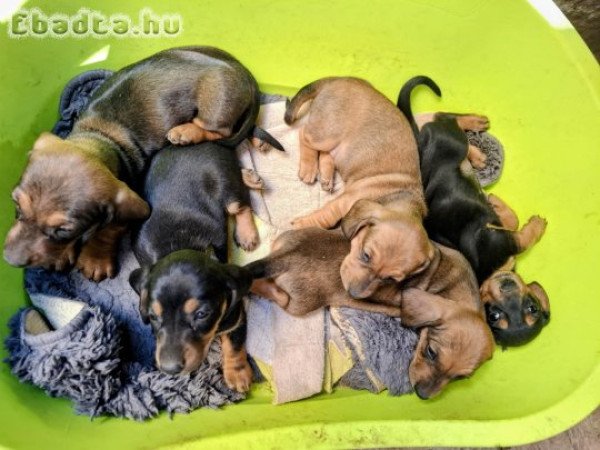 8 hetes fajta jellegű tacsik keresnek új otthont.