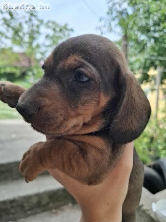 8 hetes fajta jellegű tacsik keresnek új otthont.