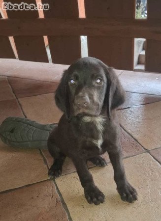 Eladó a képen látható kan német vizsla kölyök