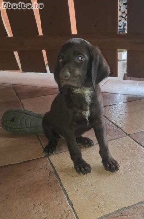 Eladó a képen látható kan német vizsla kölyök