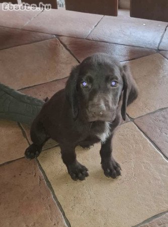 Eladó a képen látható kan német vizsla kölyök