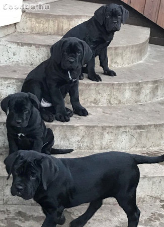 Cane corso fajtajellegű 10 hetes kiskutyák