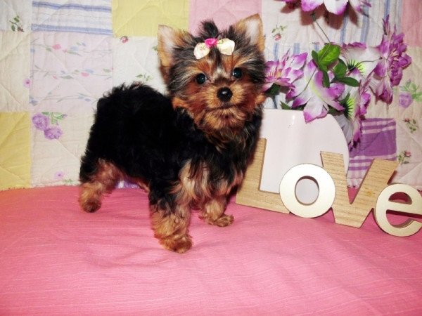 Yorkshire Terrier, Yorki