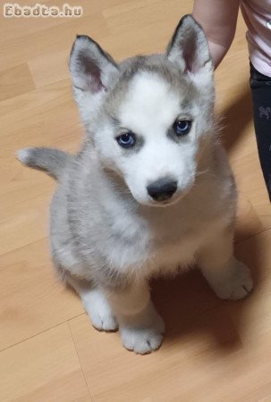 10 hetes husky jellegű kislány