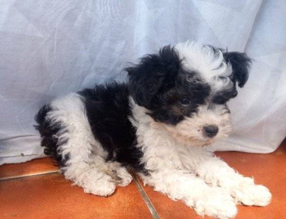 Bichon Havanese