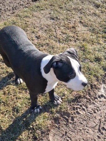 Amerikai Staffordshire terrier