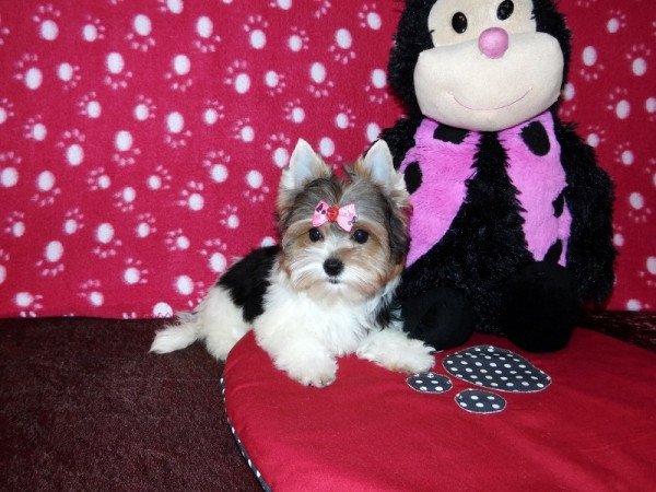 Biewer Yorkshire Terrier Yorki