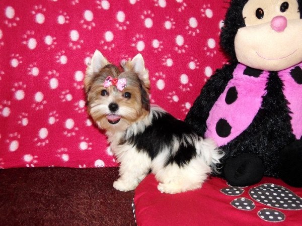 Biewer Yorkshire Terrier Yorki