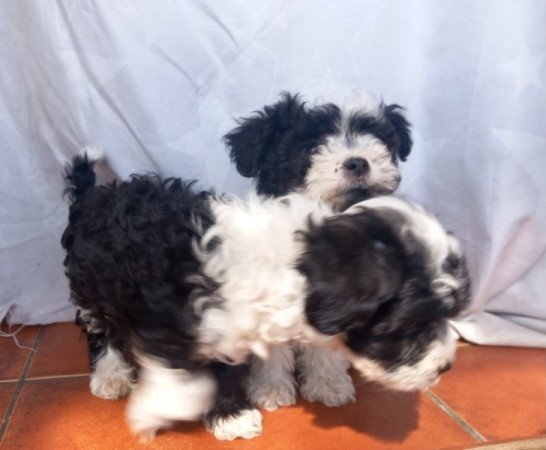 Bichon Havanese
