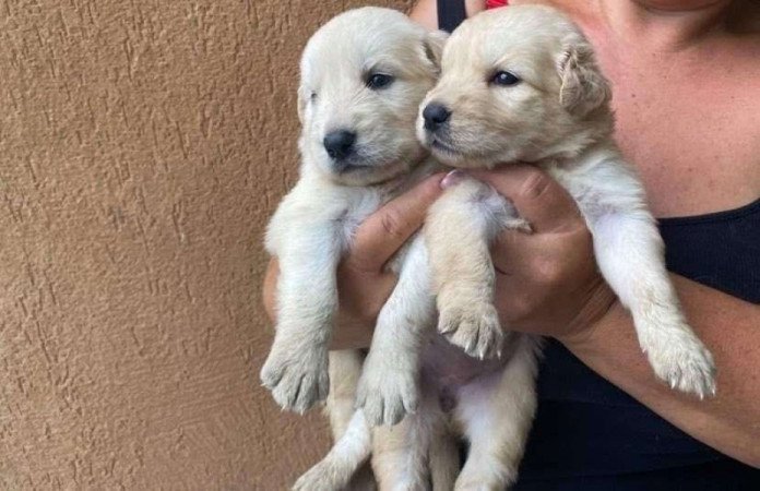 Golden retriever kiskutyák