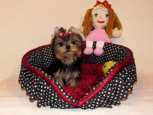 Yorkshire Terrier, Yorki