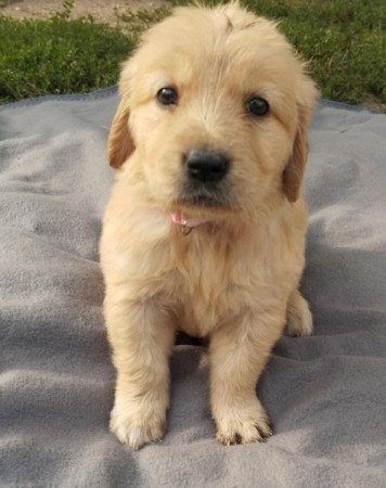 Golden retriever