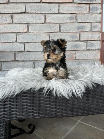 Yorkshire terrier