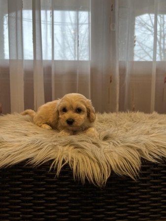 Maltipoo