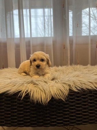 Maltipoo