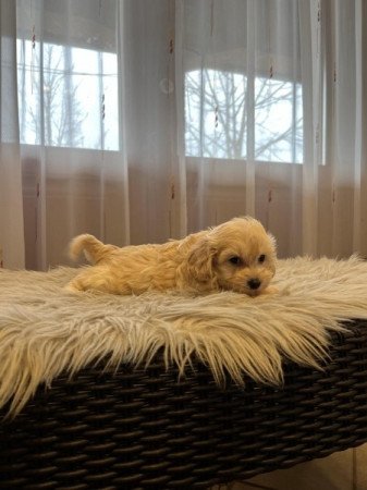 Maltipoo