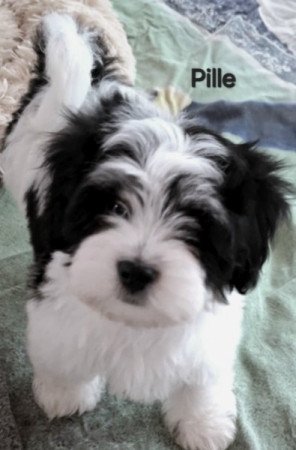 Bichon havanese
