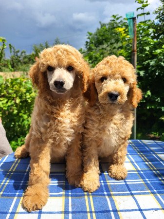 Óriás uszkár kiskutyák FCI törzskönyvvel