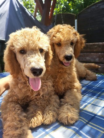 Óriás uszkár kiskutyák FCI törzskönyvvel