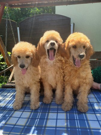 Óriás uszkár kiskutyák FCI törzskönyvvel