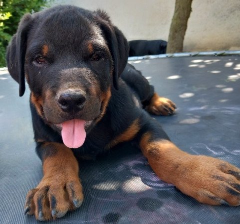 Rottweiler