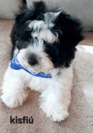 Bichon havanese