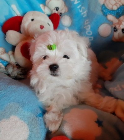 Bichon Havanese