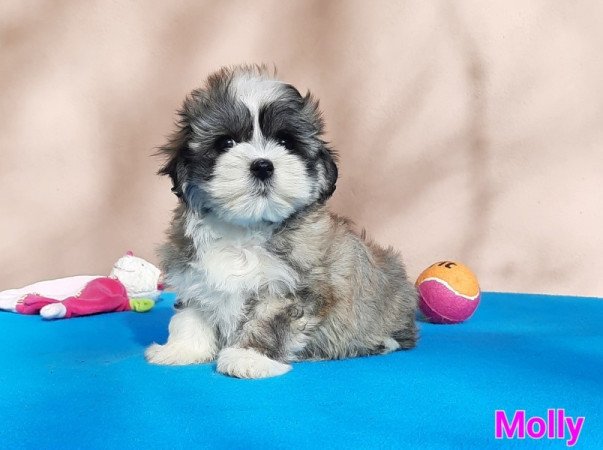 Bichon Havanese