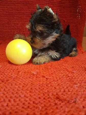 Yorkshire terrier