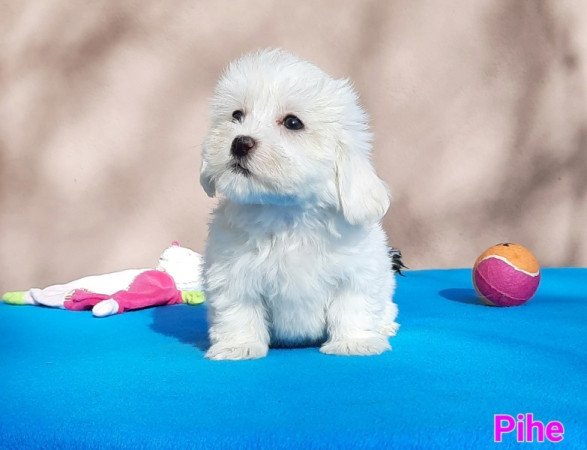 Bichon Havanese