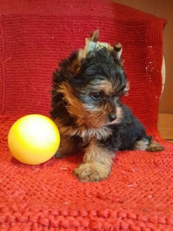 Yorkshire terrier