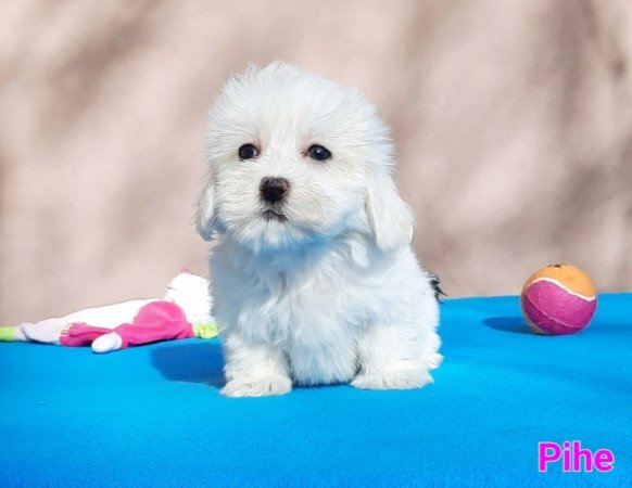 Bichon Havanese