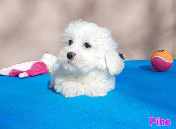 Bichon Havanese