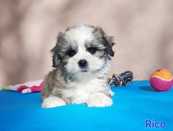 Bichon Havanese