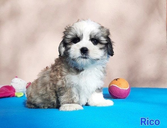 Bichon Havanese