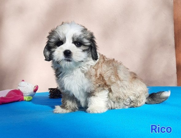 Bichon Havanese