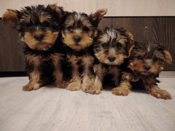 Yorkshire terrier