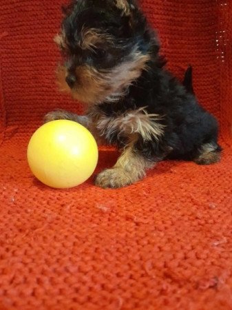 Yorkshire terrier